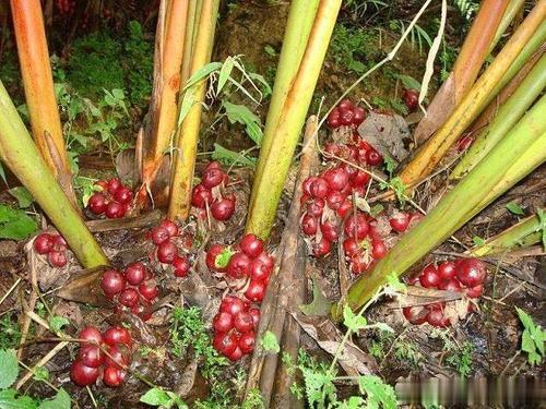 这种野果，全身通红，长在地上，不能吃，农民却靠它致富