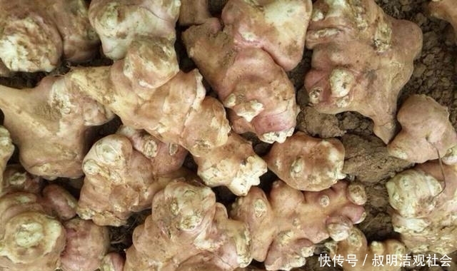  发家致富■农村最烂最贱的菜，制成粉卖40元1公斤，农民靠它发家