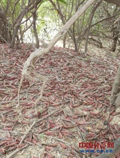  工作组：巴铁蝗灾现场触目惊心 中国专家：虫卵手一挖就出来