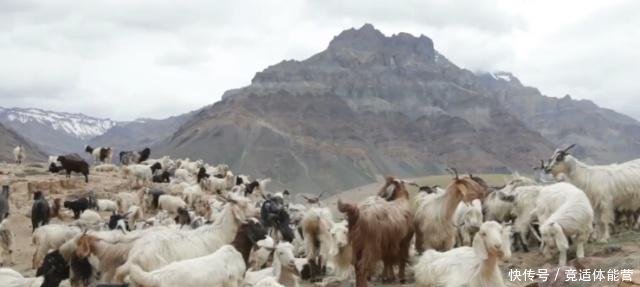 南美洲此小岛，引入3只羊后演变成25万只，政府下令将其消灭