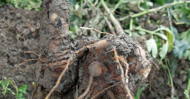  「物种」它的“根”很珍贵，80元一斤，农村遇见，请别擦肩而过