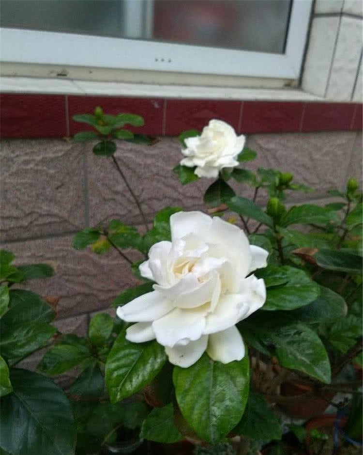  『栀子花』栀子花开花后，枝条不能剪
