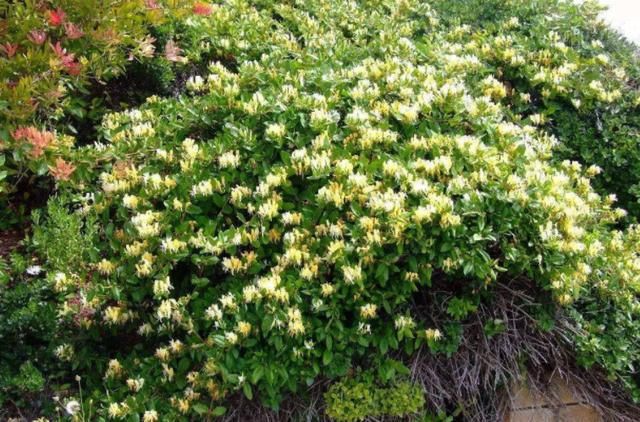  花盆：盆栽金银花，皮实好养根系壮，挖一棵做盆景，苍劲古朴花满盆