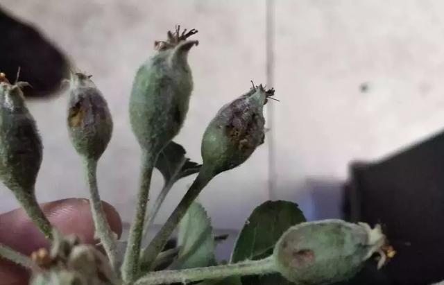 痛心！冰雹、暴雨、霜冻突袭，农民损失惨重！（附补救措施）