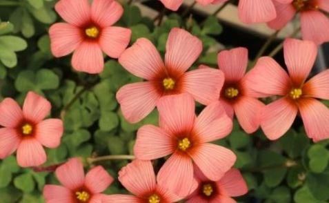  『家里』家里养这几款花，服盆快长势快，开花芳香四溢，花朵稠密惹人眼