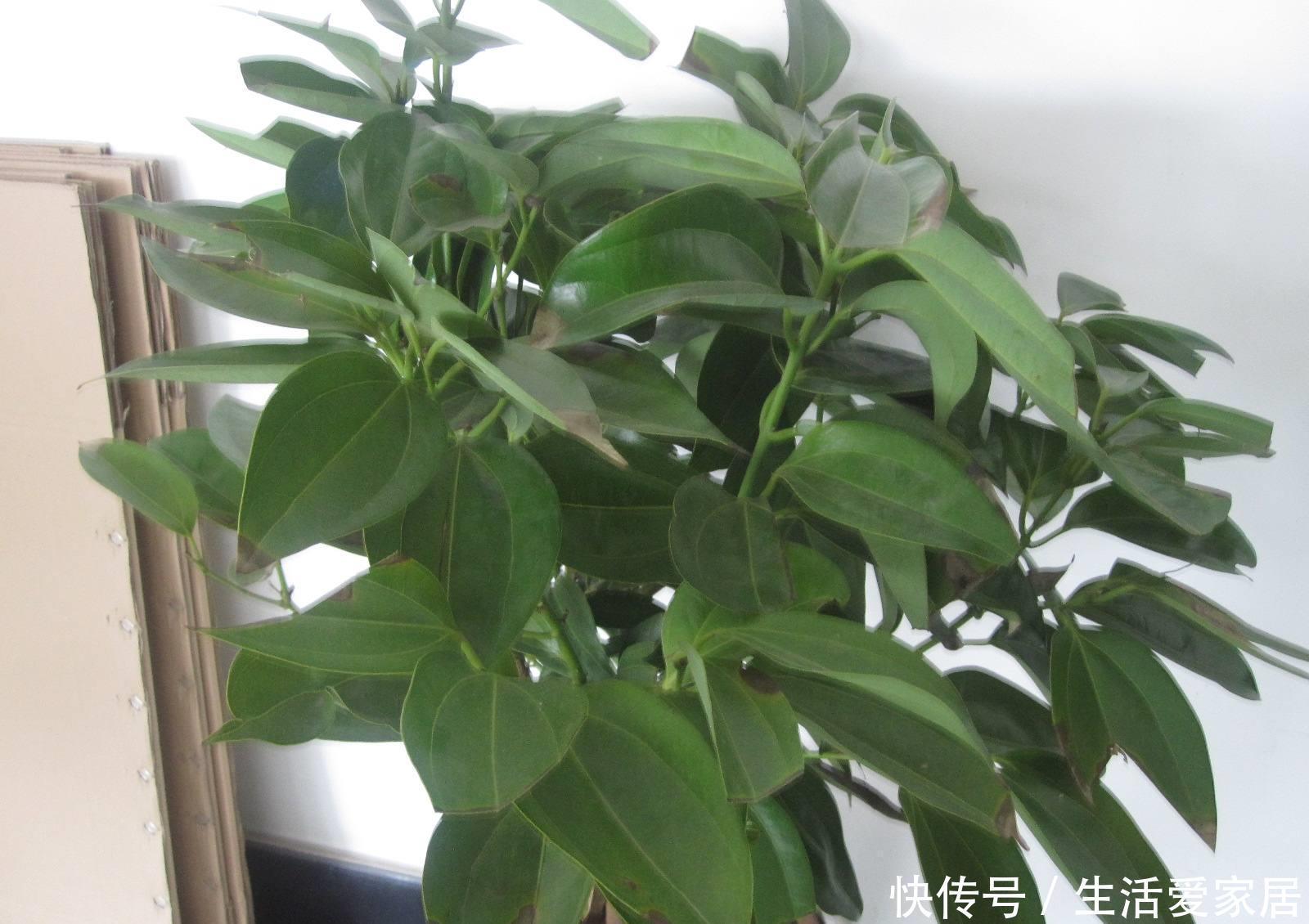 【家里】这两种花家里说什么也得养,旺运也“旺家”,错不了