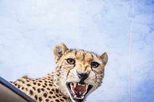 游客开车野餐，感觉天窗一阵震动，抬头发现双好奇目光