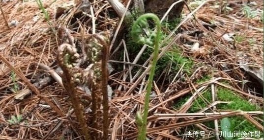 这种植物, 若遇到了，请别“连根拔起”, 当今真的好珍贵