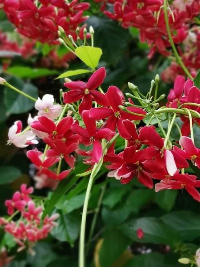  三国：人间草木:它是花，是药，还是如雷贯耳的三国人名？