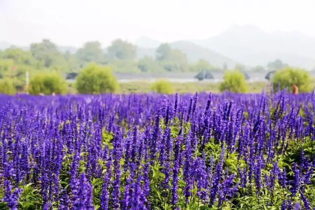  「人生就像一」有一种浪漫叫“紫色”