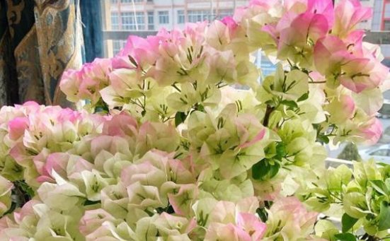  【磷钾肥】三角梅不开花的原因,三角梅不开花怎么办,这个你要知道