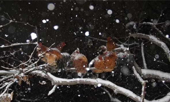  「死角」农村俗语“鸭寒下水，鸡寒上树”什么意思，树上不更冷
