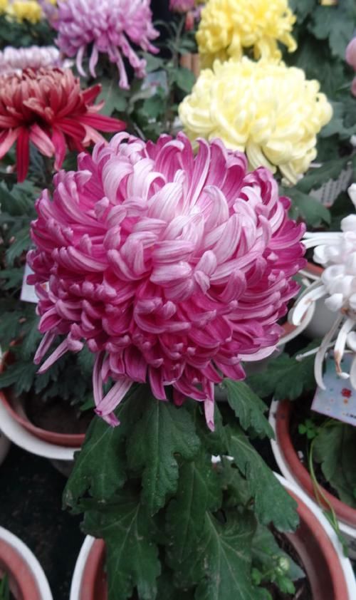  秀丽：喜欢玫瑰，不如养盆“珍品名菊”繁花似锦，高贵典雅，端庄秀丽！