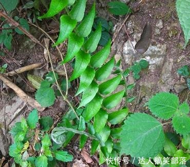 农村这些叫不出名的野草，殊不知，这么珍贵