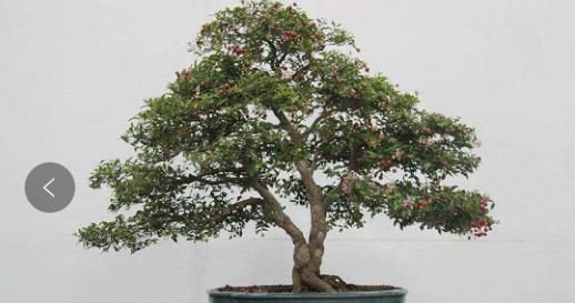  「新人」1种水果盆栽，特点是“易养活、好生长、果实甜美”，新人参考！