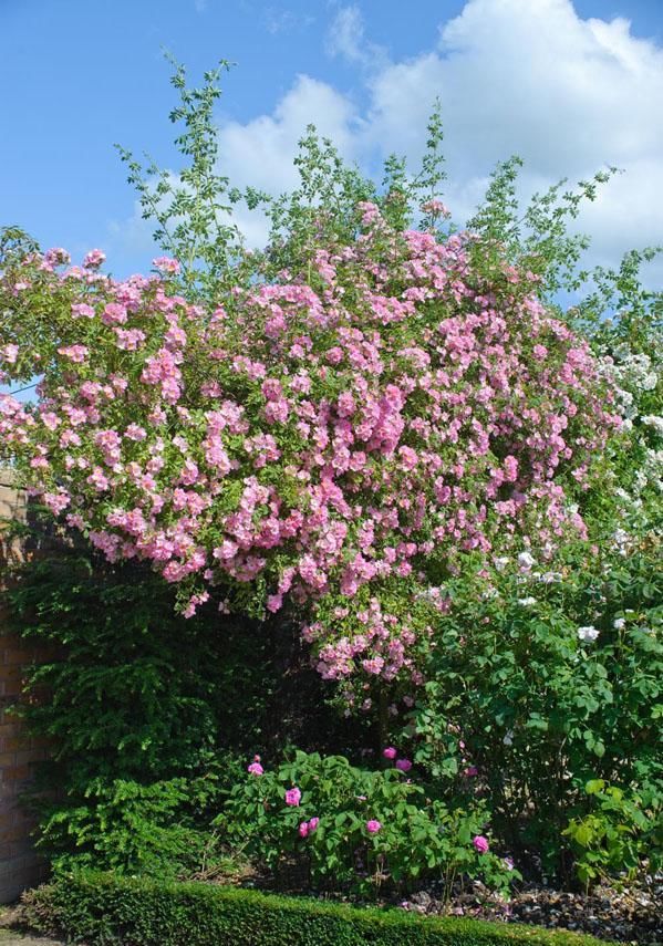  #春天#花园里养上这“2种花”，来年春天，花开不断，美极了！