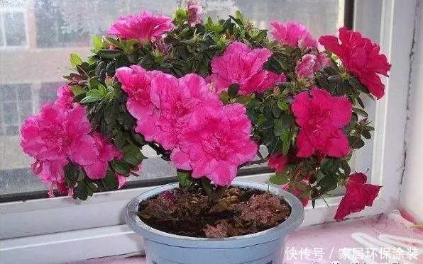 盆栽|别人家的盆栽杜鹃花,为什么总是那么美,而你的总是掉叶子