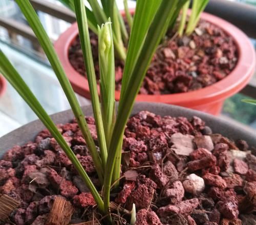 『叶芽』后陇兰花苗的花芽和叶芽一起冒?作为负责人的男人,还是选择保大