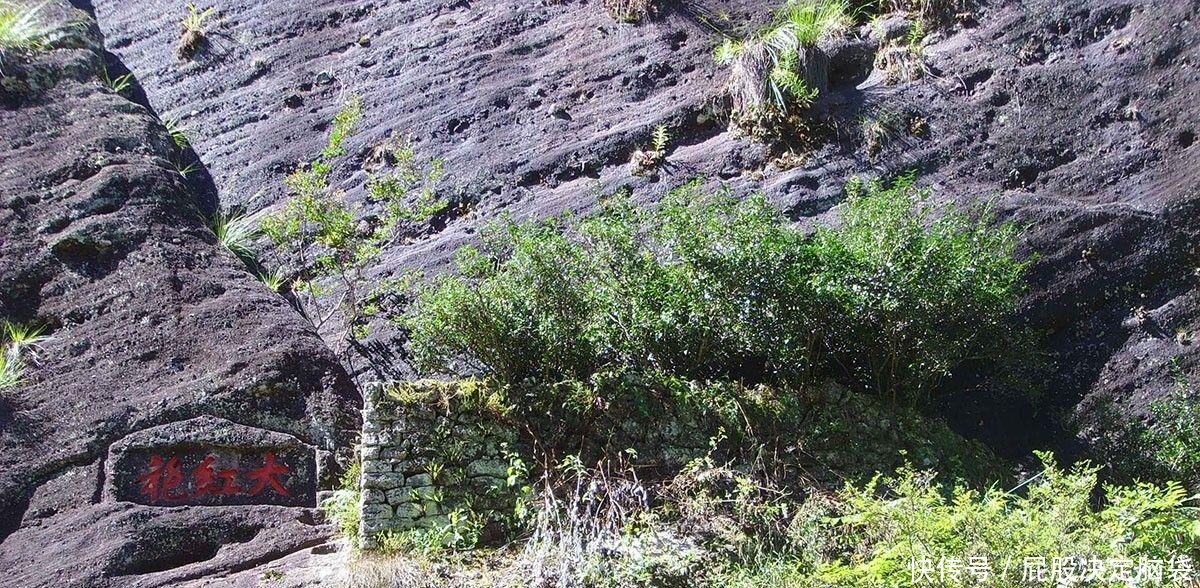 中国最珍稀的植物，曾一根分枝都能卖20多万，现在有钱也买不到！