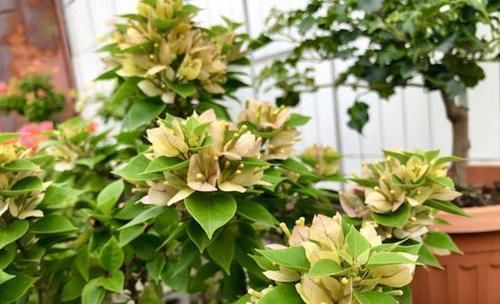  【品种】养三角梅，满足它3个“要求”，不管啥品种，都能开满花