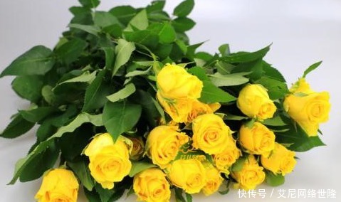 【拥有】这几种类型的玫瑰花,你应该拥有