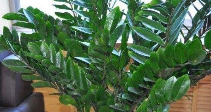  『别致』养花试试这几款，花开繁盛花香怡人，别致仙气，娇艳多姿
