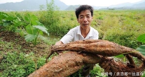  「种植出来」营养价值高，野生1斤100元以上，栽培降低到30元，