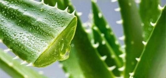  「花杆」芦荟开花后花杆怎么处理