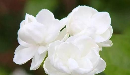  「绚丽多姿」此款花卉，好养易爆盆，花开娇丽轻盈，绚丽多姿，养在客厅美极了