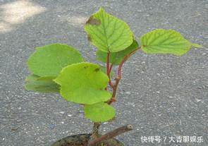 老妈在阳台盆栽猕猴桃，当年就开花结果，全家吃不停！