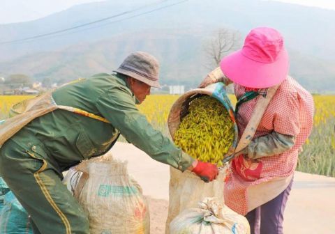  【主播】元江难得一见的芦荟花海，连网络主播也爱