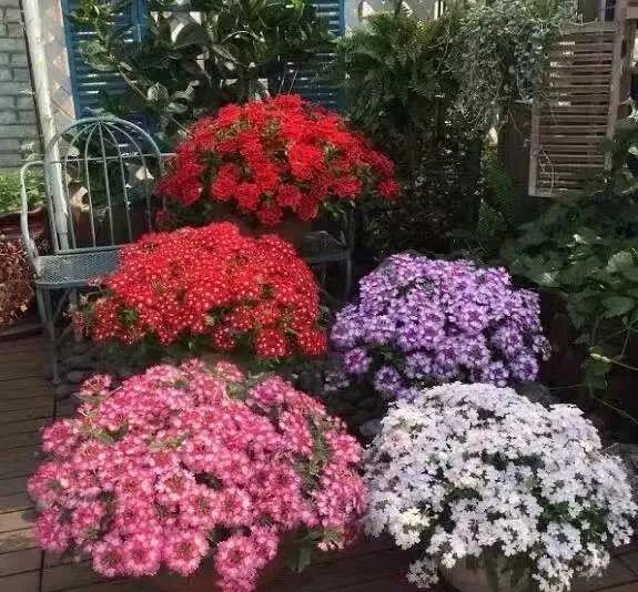  「喜欢疏松肥沃」十种公认的“开花机器”，花美色艳，你家养过几种呢