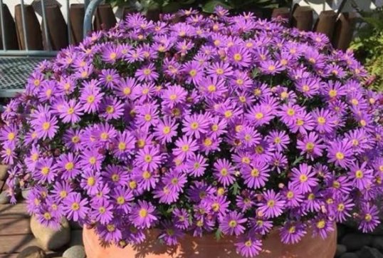  『绿色植物』美丽的野菊花一年四季不停地开花，花开了