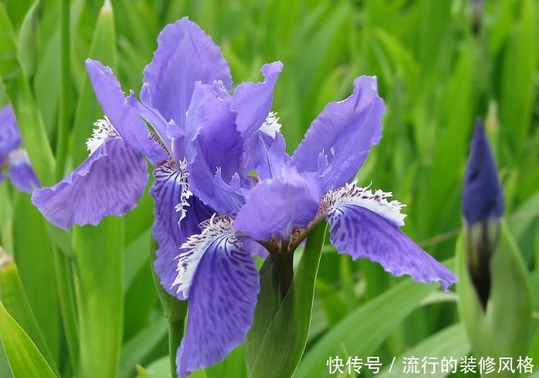  #艳丽#喜欢在家中养护花卉，就选择5种花卉，花色艳丽，花期长，好养护