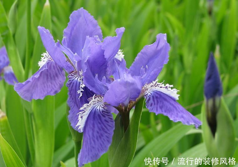#艳丽#喜欢在家中养护花卉,就选择5种花卉,花色艳丽,花期长,好养护
