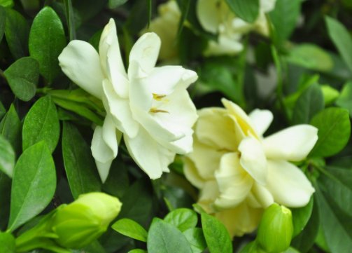  新芽■这4种花枯萎也别急着扔，一刀“剃头”，1个月后就窜新芽！