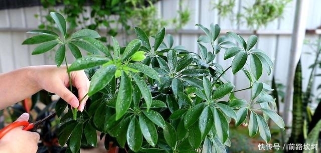 『让它』鸭掌木又叫招财树,就用这个法子养,嗖嗖冒新芽,郁郁葱葱一大盆