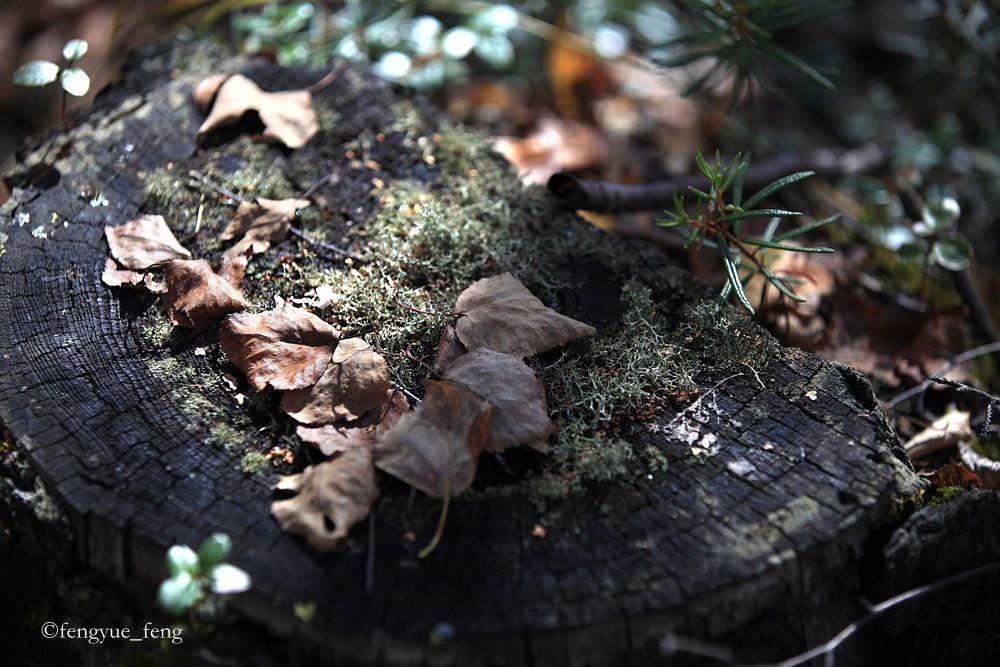 大兴安岭特大火灾澳洲火灾