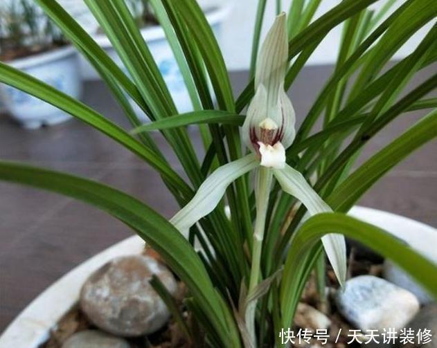 「长旺」养兰花,要这样“佛系养护”,才能长旺开花