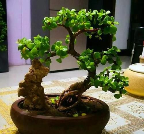  「植物」金枝玉叶养成老桩，根系粗壮价值高，不知道的还以为是马齿苋