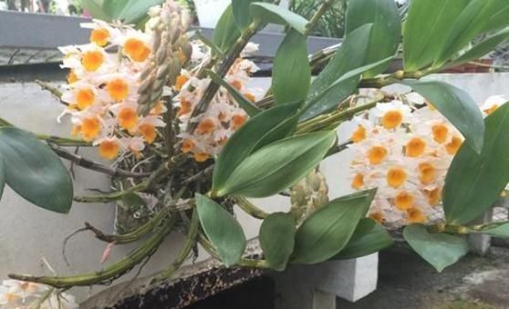 「葡萄」夏天,球花石斛就靠“它”,花苞似“葡萄”,花开一串串,不停歇