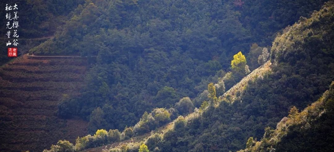 大美无量丨樱花谷的樱花又开了，未来20天，赏花正当时