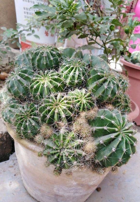  [仙人球开花]仙人球喂点“羊屎豆”，360度开花，下了10个蛋，盆盆饱满可爱