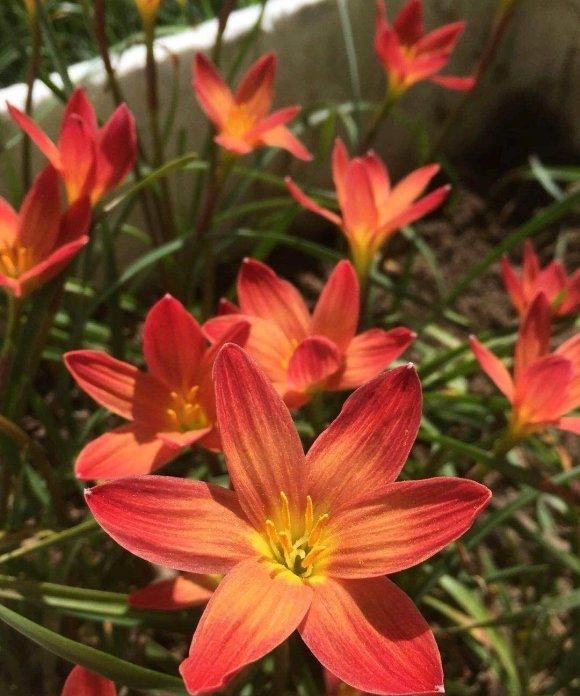  [花友]风雨兰开花少？丢在外面“多淋雨”，花箭窜满天，1球开出6朵花