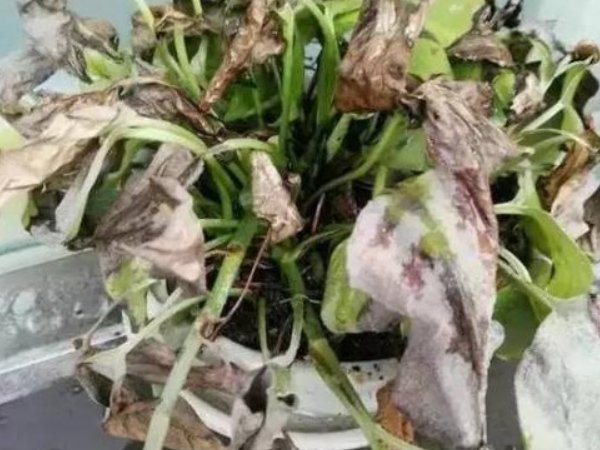  「家里」卧室养花需谨慎，这4种花千万不能养，家里有的抓紧时间挪出去！