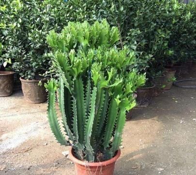  『植物』“一种植物”虽然长相不好，但净化空气一级棒，关键能“去煞气”