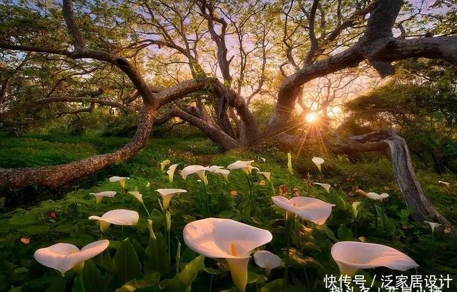  【狄特】美神阿弗洛狄特都嫉妒的马蹄莲，既是纯洁秀挺，又是多彩艳丽
