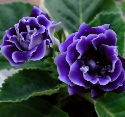  养花@喜欢养护花卉，就在家养护“芳菲灿烂羞花”的3种花卉，养花必备