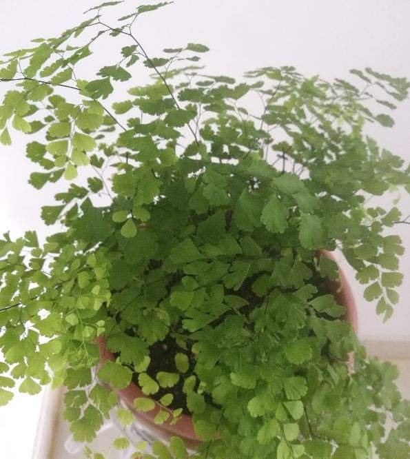  猪笼草■一个房间一盆花，清新驱蚊虫，夜夜睡得香