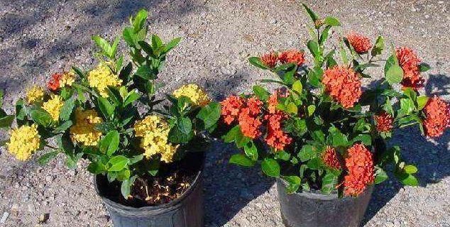  「花色」绣球花花色不艳丽，开花还很少，那应该是“4个地方”出问题了